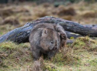 Jaka maść na swędzenie skóry?