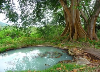 Co zrobić żeby nie śmierdziało z szamba?