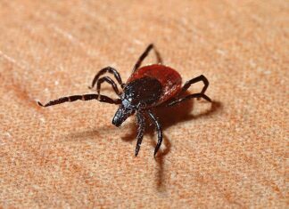 Czym smarować rumień?