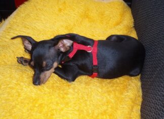 Co zrobić żeby nie chrapać forum?