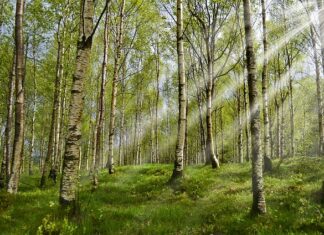 Jakie kleszcze do jakich zębów?