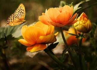 Jakie waciki do mycia pupy?