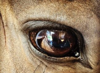 Jaki procent ludzi chrapie?