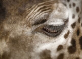 Jak wyglądają plamy uczuleniowe?