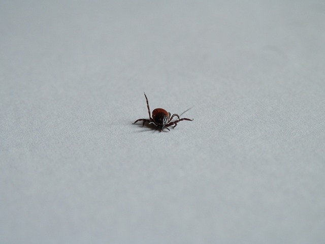 Jak pozbyć się limfy z twarzy? Jak pozbyć się limfy z twarzy?