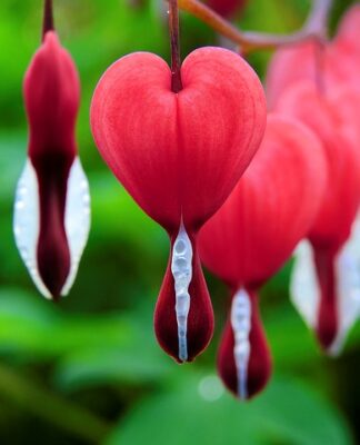 Ile dni po porodzie się krwawi?