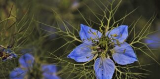 Jak używać zielonej pasty polerskiej?