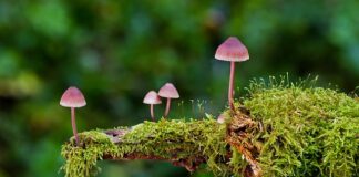 Jak dezynfekować gąbki menstruacyjne?