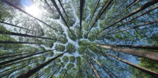 Co zamiast korony na ząb?