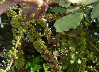 Jak długo zarasta suchy zębodół?