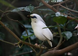 Ile pasów na tonę?