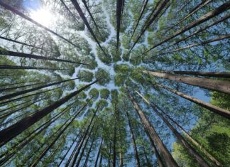 Kiedy korony a kiedy licówki? Kiedy korony a kiedy licówki?