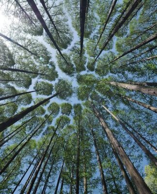 Kiedy korony a kiedy licówki?